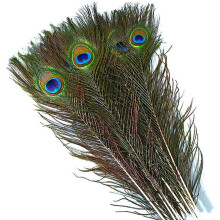 30 přírodních pavích peří, 25-30 cm, na tvoření