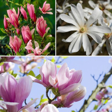 Magnolia Shrub Collection 3 Varieties 9cm Pots UK
