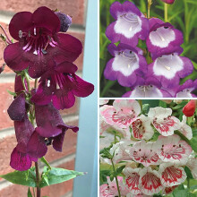 Penstemon Mix Perennial 3x 9cm Pots Cottage UK