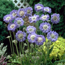 Scabiosa Fama Deep Blue Perennial 3x 9cm Pots UK
