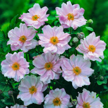 Japanese Anemone Queen Charlotte Pink 9cm Pot UK
