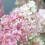 Hydrangea Paniculata Collection 3x 9cm Pots UK 2