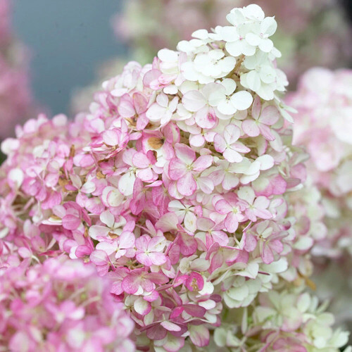 Hydrangea Paniculata Collection 3x 9cm Pots UK 1