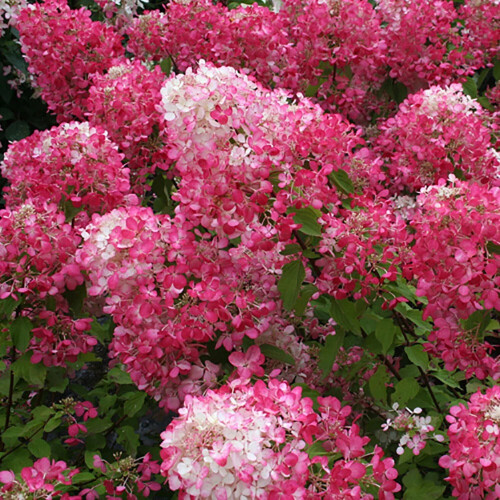 Hydrangea Paniculata Collection 3x 9cm Pots UK 2