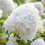 Hydrangea Paniculata Collection 3x 9cm Pots UK 4