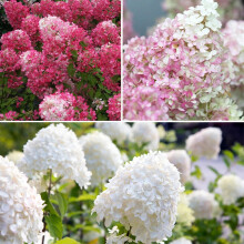 Hydrangea Paniculata Collection 3x 9cm Pots UK