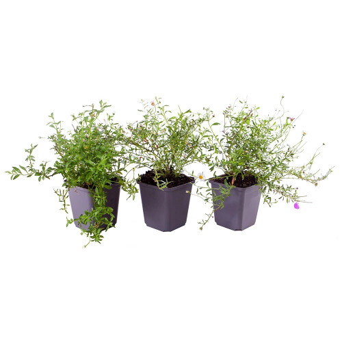Mexican Fleabane Profusion Perennial 3x 9cm UK 1