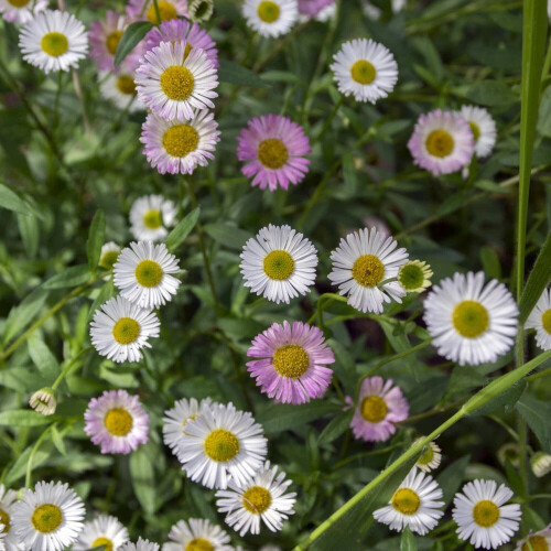 Mexican Fleabane Profusion Perennial 3x 9cm UK 2
