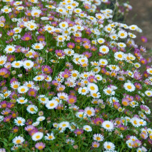 Mexican Fleabane Profusion Perennial 3x 9cm UK