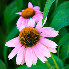 Coneflower Magnus Perennial Pink 3x 9cm Pots UK