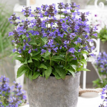 Nepeta Neptune Perennial Lavender Blue 3x 9cm UK