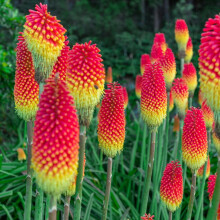 Kniphofia Flamenco Red Hot Poker 3x 9cm Pots UK