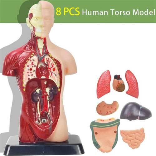Modelo de Corpo Humano de 11 Polegadas para CriançAs, Brinquedos Modelo de Anatomia Do Tronco Humano, Boneca de Anatomia RemovíVel de 8 PeçAs com