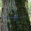 ZEISS Puun kiinnityshihnat x 2 - ZEISS secacam 4