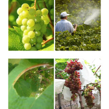Garten Pflanze Obst SchüTzen Kordelzug Netz Beutel Netz Gegen Insekten Vogel Pflanzen Abdeckung