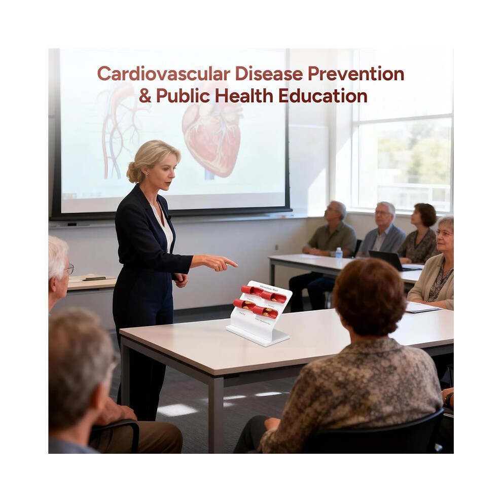 New Teaching Demonstration Model, Arterial Atherosclerosis Model, Vascular Model, Vascular Sclerosis Comparison Model