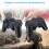 2.4G Wireless Gamepad Game Controller For PC Android Phones Tablets TV Box 9
