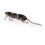 Fishing Lures Multiple Sections Baits Fishhooks Saltwater 3D-03 1