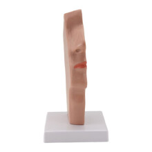 Nasal Cavity Throat Anatomy Model Human Anatomical Pharynx Larynx Model for Students Study Display Teaching