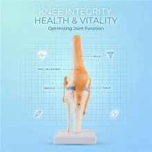 Anatomical Knee Joint with Ligaments Model, Life Size