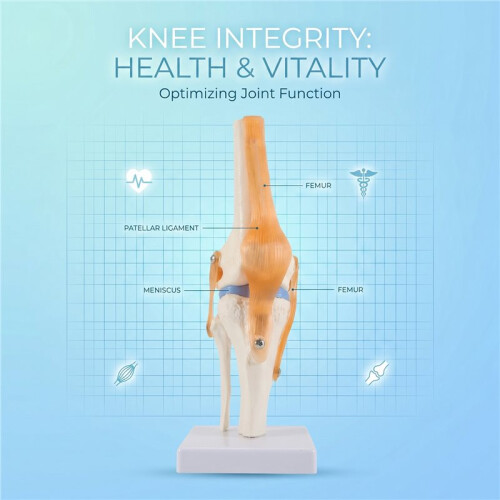 Anatomical Knee Joint with Ligaments Model, Life Size