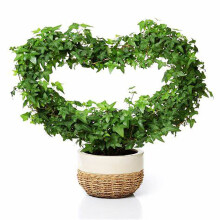 (round) Rust Free Vine Plant Metal Support Wire with Black Coating Decorative Potted Plants Climbing Holder Rack for Garden Stem Stalks Vines Holder