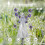 2 Pack Angel Solar Lights Outdoor, Stake Lights 4