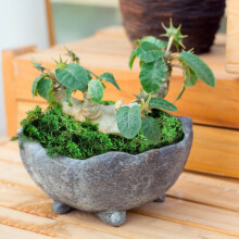 Mousse verte préservée pour plantes en pot et décoration intérieure