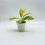 Crann Bonsai Mini Saorga – Planda PP Réalaíoch, 17cm 1