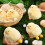 Πακέτο 4 παιχνιδιών Chick Taba Squishy με μαλακά παιχνίδια Kawaii με κοτόπουλο, ανακ 2