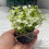 Mini pianta artificiale in vaso da 10 cm 1