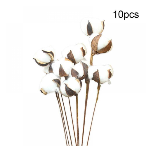 Tiges de coton blanc naturel 59 cm 1 pièce