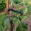 25 Pieces Tree Branch Spreader, Tree Branch Support Frame for Strong Branch  Apples and Other Fruit Trees 6
