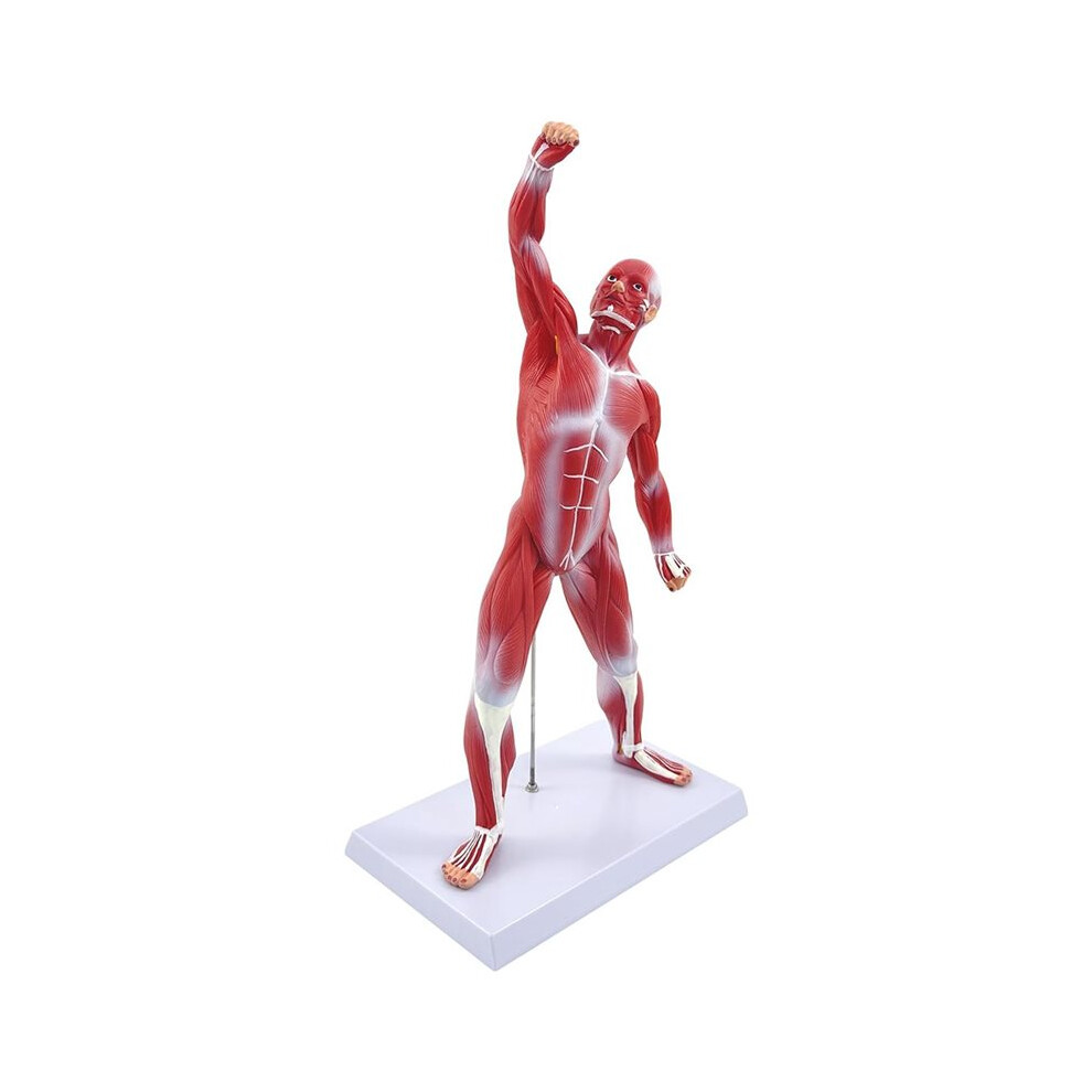 Melitt Human Muscle Anatomy Model, 20In Muscular System Model For Medical Education