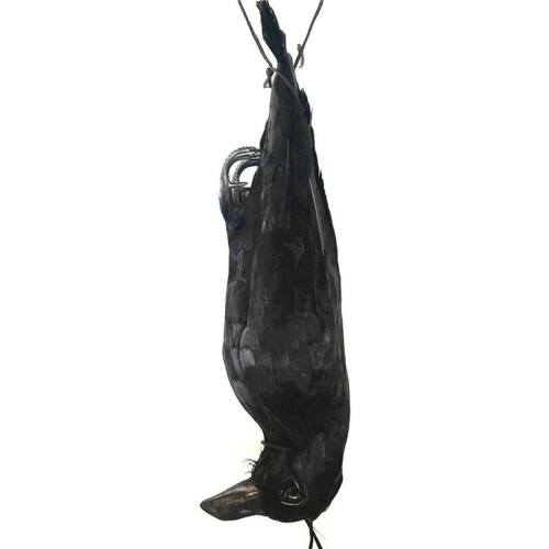 2X Realistic Hanging Dead Crow Decoy Lifesize Extra Large Black Feathered Crow 1