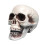 Decor de craniu de Halloween, cap de schelet realist, 1 buc. 1