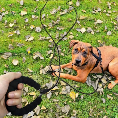 Dog Leash - BIGILANTUH - 5m - Padded Handle - Nylon - Reflective 1