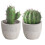 Artificial Cactus Bonsai Plant Set – 2 Pack 1