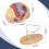 Human Brain Model for Neuroscience, Brain Anatomy Model, Brain Model with Study Guide, Brain Functional Partitioning 6