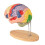 Human Brain Model for Neuroscience, Brain Anatomy Model, Brain Model with Study Guide, Brain Functional Partitioning 7