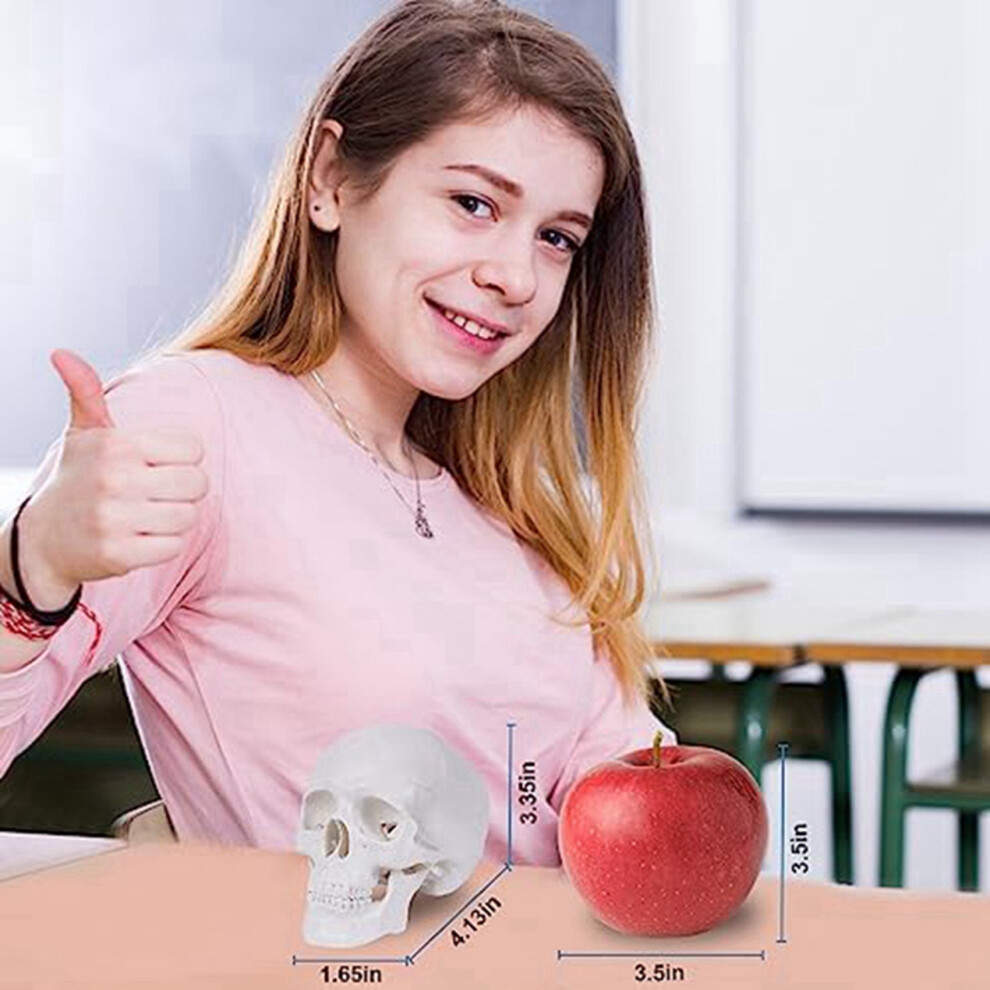 Unisex 2X Human Skull Model, 3 Parts Anatomical Skull Model With Removable Skull Cap And Articulated Mandible