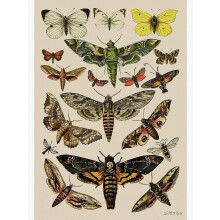 Vintage-Kunstdruck eines wissenschaftlichen Mottenposters