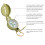 High Accuracy Compasses With Ergonomic Handle Tactically 4