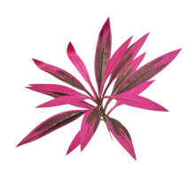 Elegant Faux Brazilwood Dracaena Plant Durable Silk-Purple. red