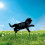 Gartenstecker aus Acryl mit schwarzer Katze, Silhouette-Design 1