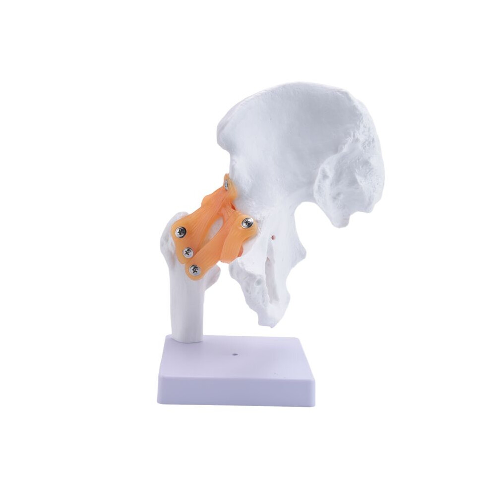 Unisex Life Size Anatomical Hip Joint Model Human Skeleton Anatomy Exercise Bone Orthopedic Pain Teaching Resources