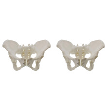 2X Life Size Female Pelvis Model, Hip Model - Female Anatomy Model, Hip Bone Pelvic Model Female Anatomical Model