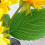 C Rechargeable Sunflower LED Simulation Night Light Table Lamp Simulation Flowers Decorative Desk Lamp 7