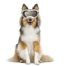 Occhiali da sole grandi per cani PC antivento UV lente trasparente