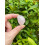 Rose Quartz tumbled stone 0.7–0.85 inch 3
